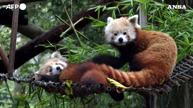 Portogallo, allo zoo di Lisbona il nuovo cucciolo di panda rosso muove i primi passi