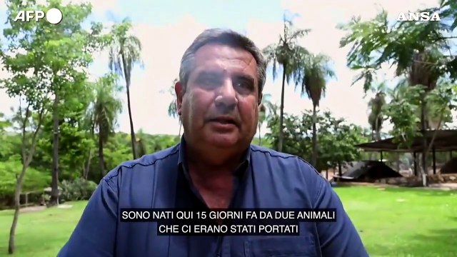 Paraguay, nati due cuccioli di puma al santuario degli animali Tierra Alta