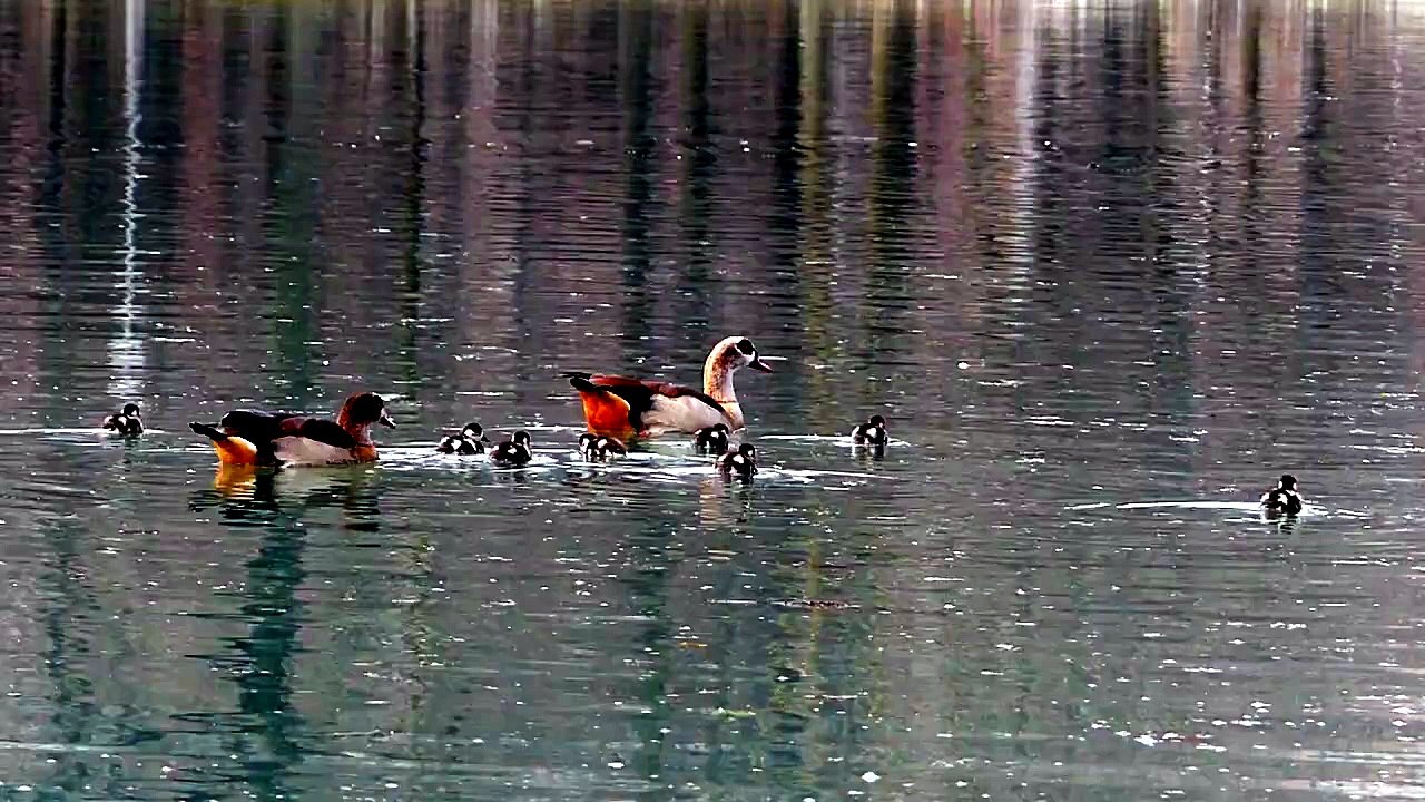 Parco Ducale