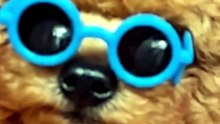 Olhem esse mini poodle!!