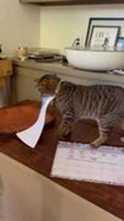 Cat Steals Printout From Printer