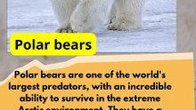 Interesting Facts about Polar Bears and the Threat of Climate Change