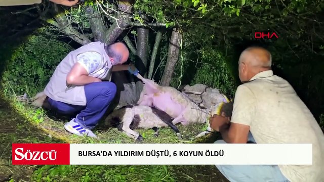 Bursa'da yıldırım düştü, 6 koyun öldü