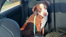 Injured Mama Pittie Rescued With Her Puppies