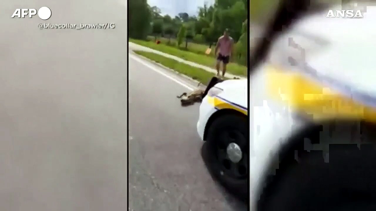 Florida, sposta un alligatore dalla strada a mani nude