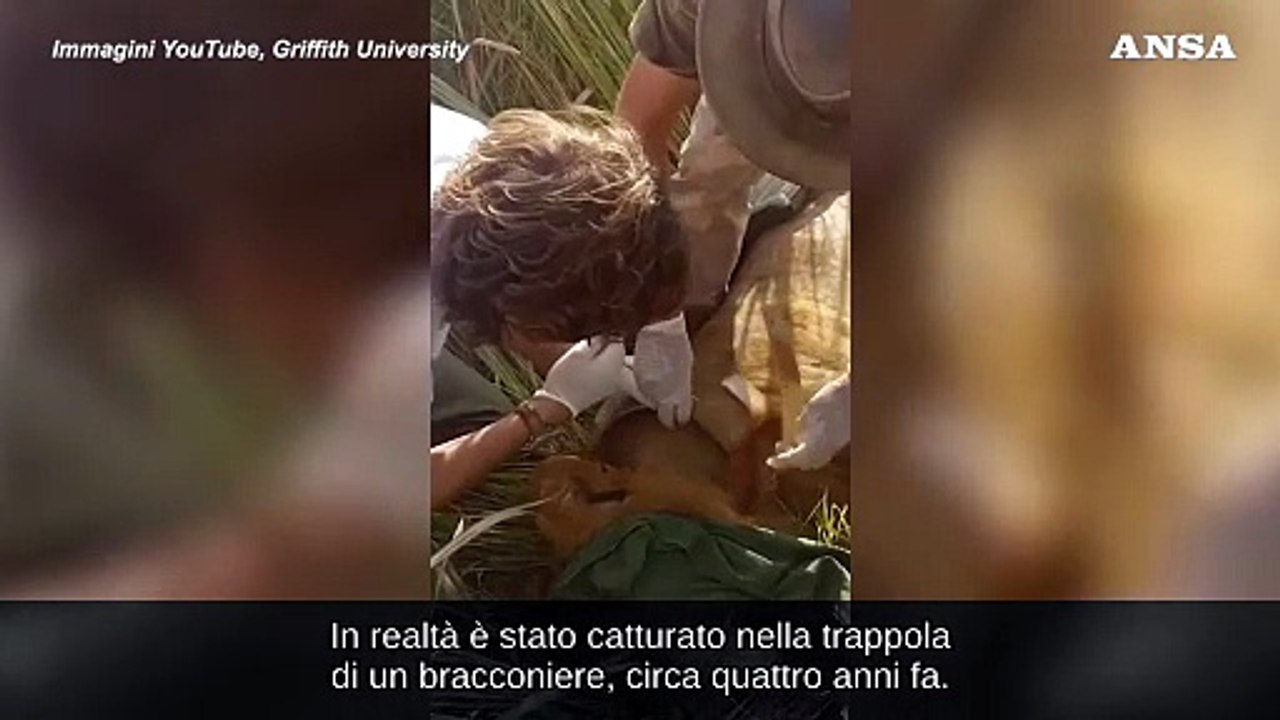 Un leone con tre zampe attraversa di notte un fiume infestato da predatori