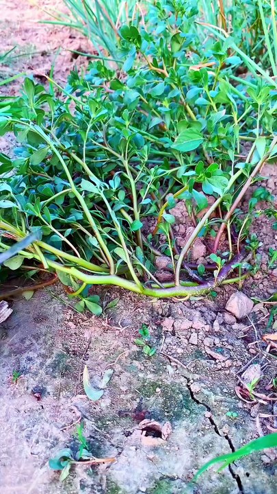 You See This Edible Plant A Lot In The Garden
