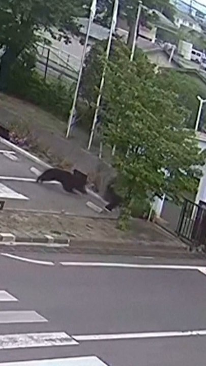 Wild bear attack sparks panic in Japan