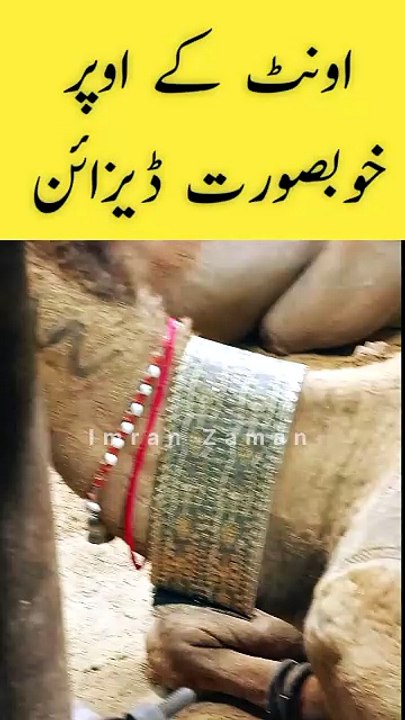 Camel ka beautiful Design ❤️