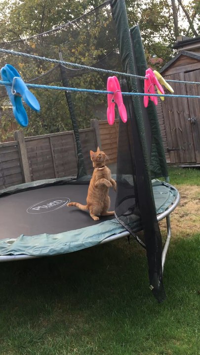 Chasing His Tail 🤣