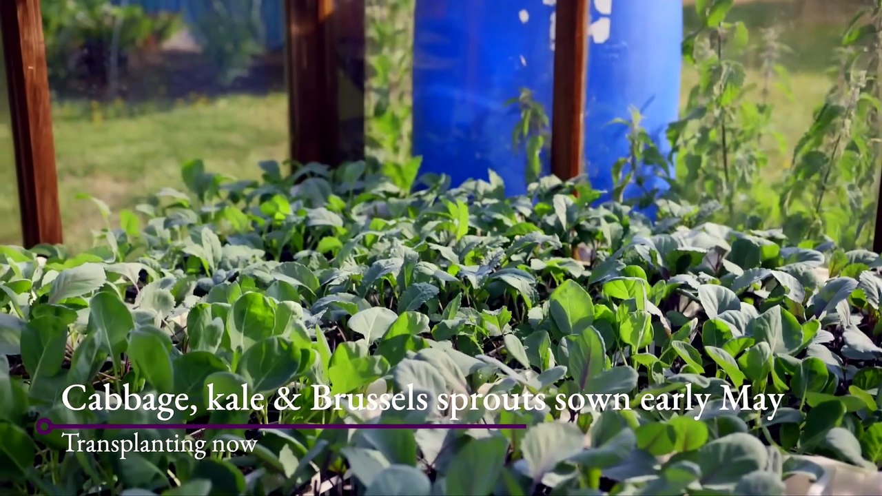 More Options and Rapid Planting with No Dig