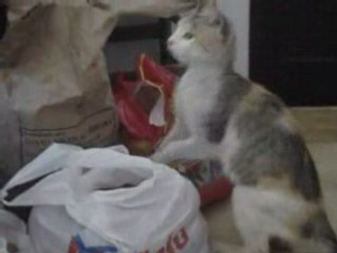 Chat pardage de croquettes