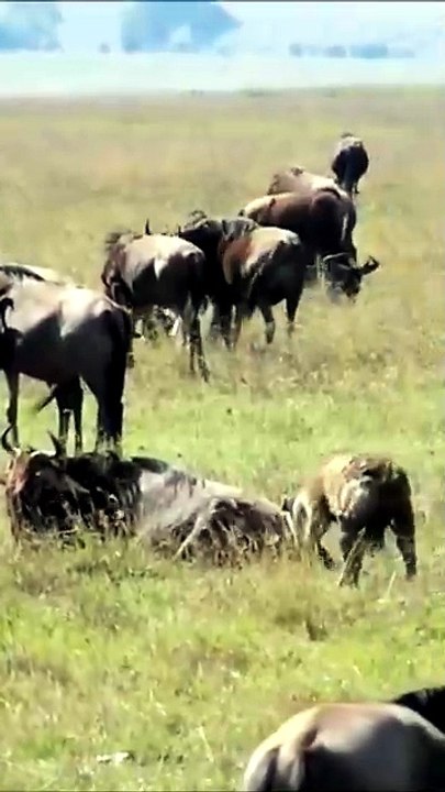 Dramatic Wildlife Encounter Brave Antelope Fights Back and Flips Hunting Hyena