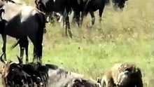 Dramatic Wildlife Encounter Brave Antelope Fights Back and Flips Hunting Hyena