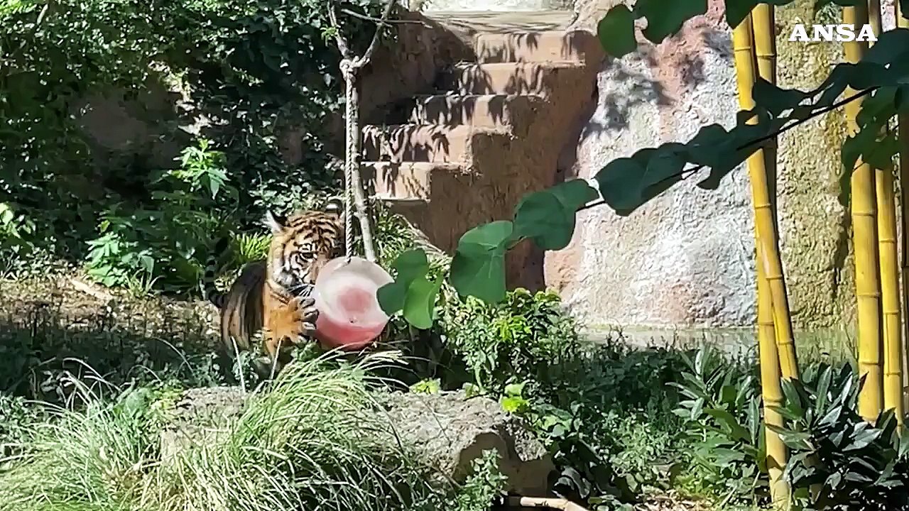 Caldo record, gelati e cibo ghiacciato per gli animali del Bioparco di Roma