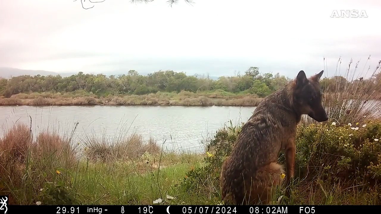 Oasi Wwf Laguna di Orbetello, un lupo immortalato da una fototrappola