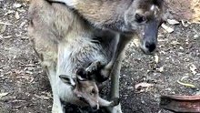 Australian kangaroo
