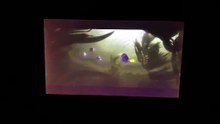 Finding Dory (2016) Dory Gets Lost Scene