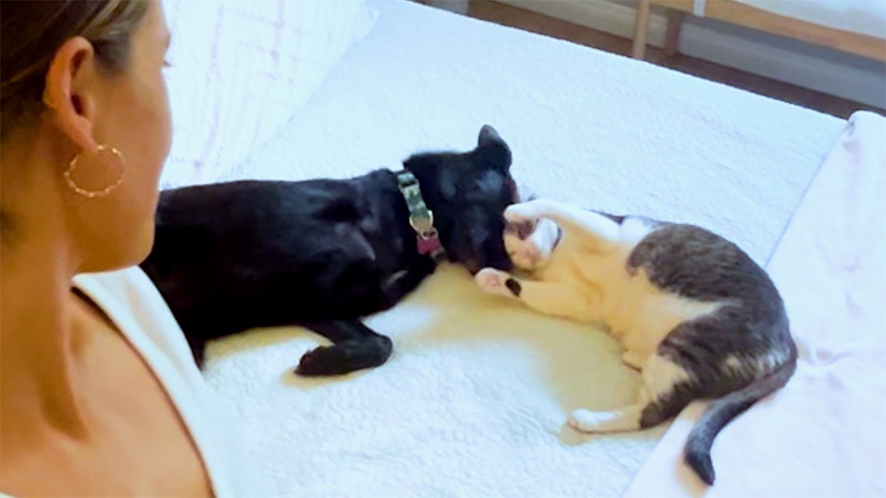 This Cat Waited His Whole Life For A Dog Best Friend