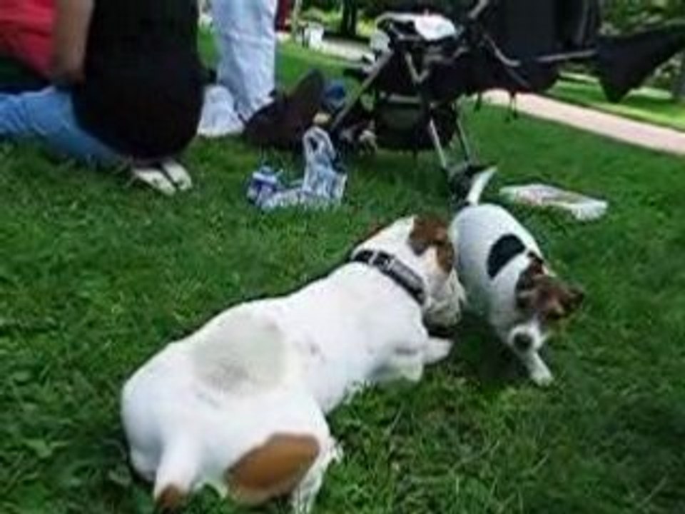 Daïa au parc avec Amy & Bud!