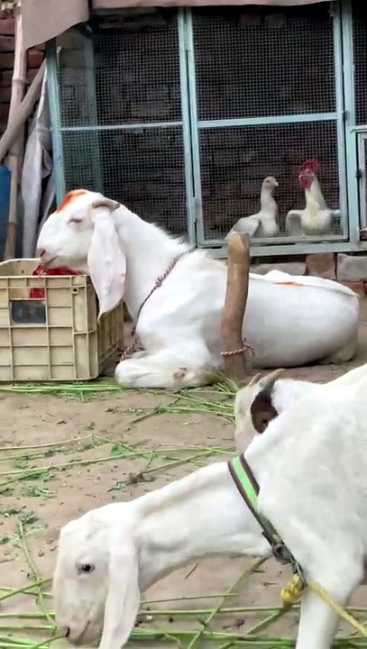 Pets Life #petslife #Viral #Funny #beauty