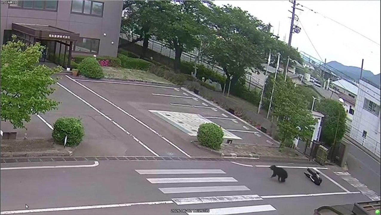 Bear rampaging through office complex injures four in attack caught on security camera