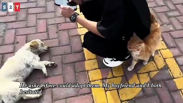 Dogs waiting to his Owner