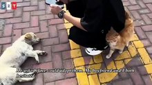 Dogs waiting to his Owner