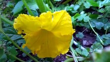 カボチャの花