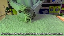 Mama cats bring babies