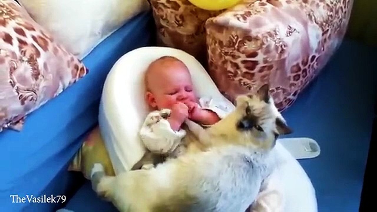 Cat protect babies