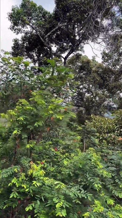AU-DESSUS de la jungle malaisienne