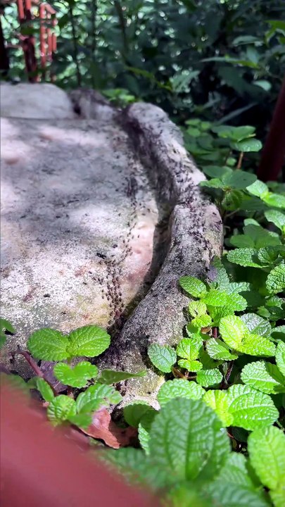 LA FAUNE MALAISIENNE très bien ordonnée