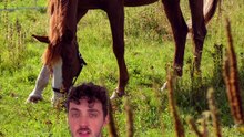 1 repas identique, 2 cacas différents ! #caca #vache #cheval #animaux #nature