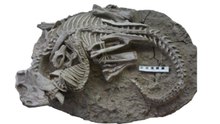 Some of the earliest evidence that a mammal preyed on a dinosaur