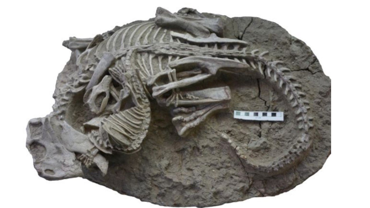 Some of the earliest evidence that a mammal preyed on a dinosaur