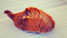Bushy caterpillar's venom evolved with help from bacteria, study finds