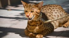 The World’s 9 Most Expensive Exotic Pets
