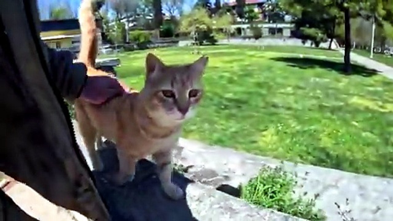Talkative Cat
