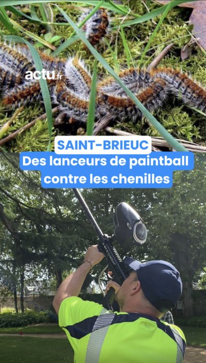 Chenilles processionnaires Saint-Brieuc