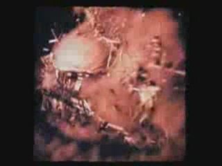 The Foals - Red Socks Pugie