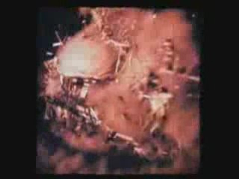 The Foals - Red Socks Pugie