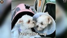 Twins dogs