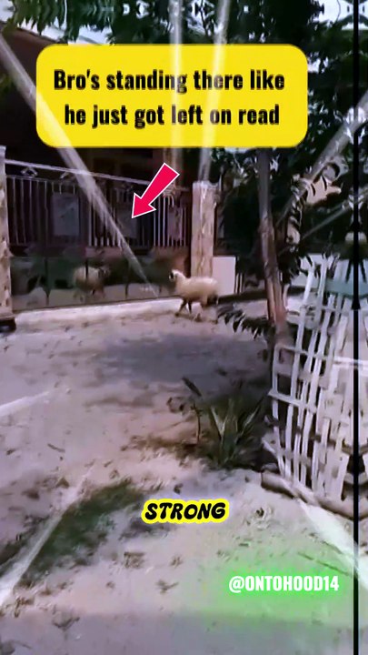 This Goat Looks Heartbroken 😂🐐
