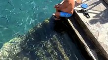 Depuis 20 ans, ce pêcheur nourrit une famille de raies aux Canaries
