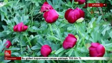 Afyonkarahisar'da Bu gülleri koparmanın cezası yaklaşık 700 bin TL