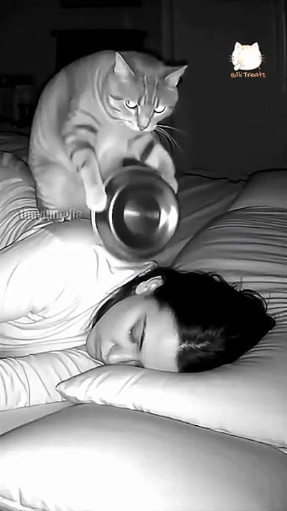 Homemade Cat Food in Karachi for Late-Night Cravings | Healthy Treat Ideas for Cats