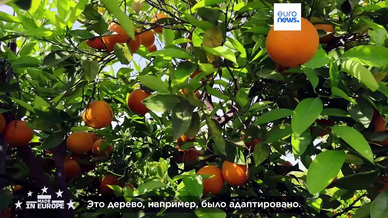 CrowdFarming: платформа, которая хочет кормить...