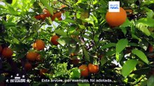 CrowdFarming quer alimentar melhor a Europa