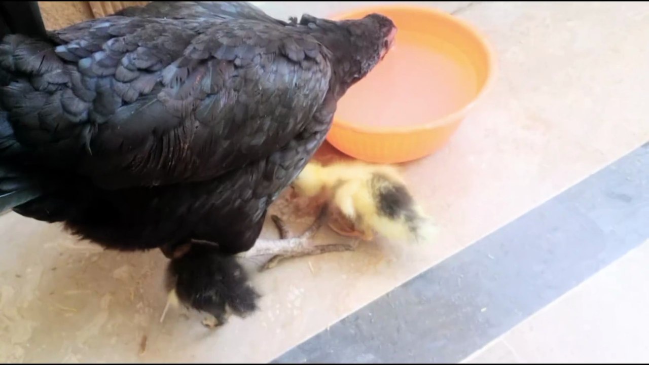🐥 My Hen Hatched Ducklings! First Feeding Ever 🦆❤️ | So Cute! Please Subscribe